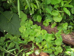 Hydrocotyle callicephala