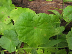 Hydrocotyle callicephala