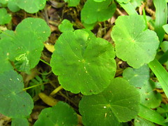 Hydrocotyle callicephala