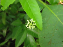 Hydrocotyle callicephala