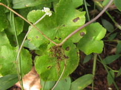 Hydrocotyle callicephala