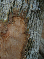 Crudia senegalensis