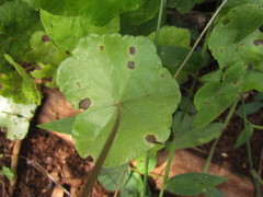 Hydrocotyle callicephala