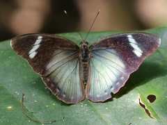 Euphaedrana