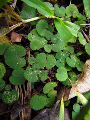 Hydrocotyle exigua