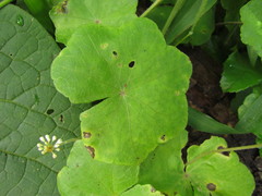 Hydrocotyle callicephala