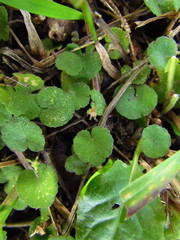 Hydrocotyle exigua