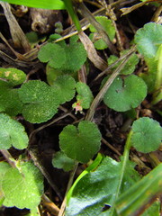 Hydrocotyle exigua
