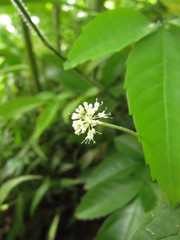 Hydrocotyle callicephala