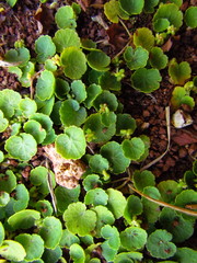 Hydrocotyle exigua