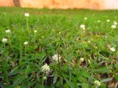Hydrocotyle leucocephala
