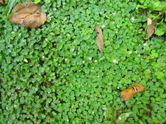 Hydrocotyle leucocephala