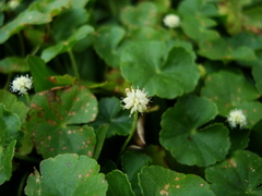 Hydrocotyle leucocephala