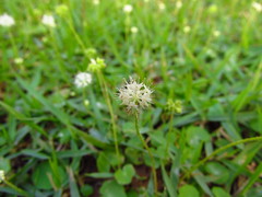 Hydrocotyle leucocephala