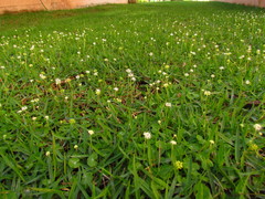 Hydrocotyle leucocephala