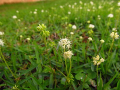 Hydrocotyle leucocephala