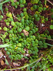 Hydrocotyle exigua