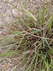 Setaria texana