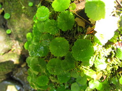 Hydrocotyle pusilla