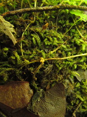 Hydrocotyle pusilla