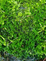 Dialytrichia mucronata