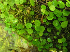 Hydrocotyle pusilla
