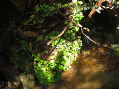 Hydrocotyle pusilla