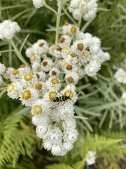 Typocerus sparsus