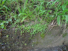 Hydrocotyle pusilla