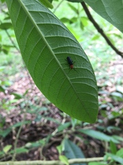 Coleoptera