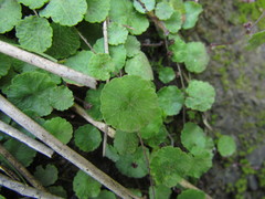 Hydrocotyle pusilla