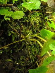 Hydrocotyle pusilla