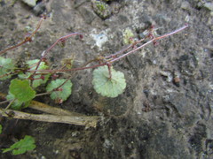 Hydrocotyle pusilla