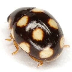 Brachiacantha testudo