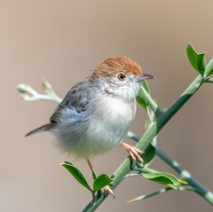 Cisticola nana