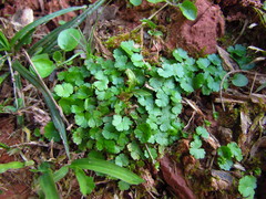 Hydrocotyle sibthorpioides