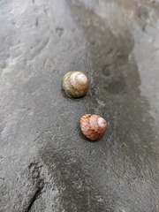 Steromphala divaricata