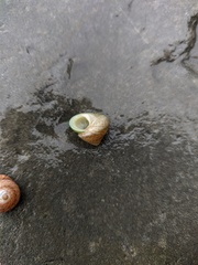 Steromphala divaricata