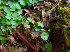 Hydrocotyle sibthorpioides