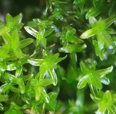 Dialytrichia mucronata