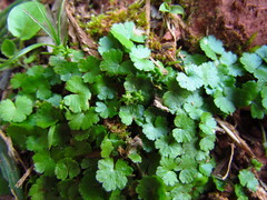 Hydrocotyle sibthorpioides