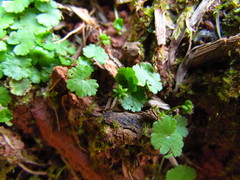 Hydrocotyle sibthorpioides