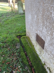 Dialytrichia mucronata