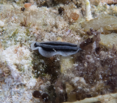 Phyllidiopsis xishaensis