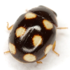 Brachiacantha testudo