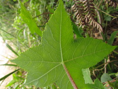 Hydrocotyle quinqueloba