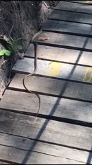 Chironius flavolineatus