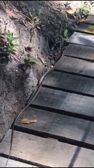 Chironius flavolineatus