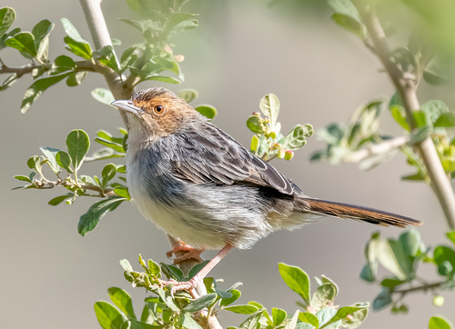Lynes's Cisticola