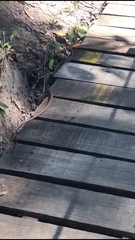 Chironius flavolineatus